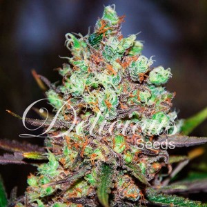 Cotton Candy Kush - Semi femminizzati di cannabis - Semi