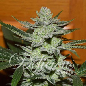 Unknown Kush - Semi femminizzati di cannabis - Semi