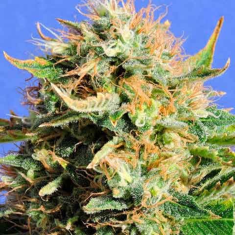 CHRONIC LIGHTS -  - Delicious Seeds