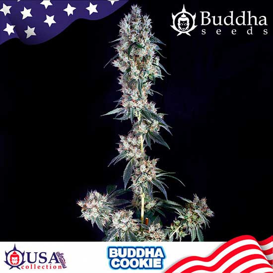 BUDDHA COOKIE - Buddha Seeds