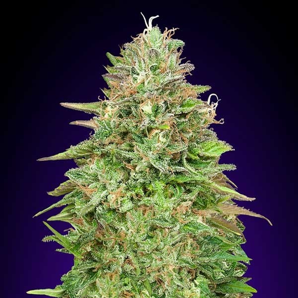 Critical Poison Fast - 5 seeds - 00 Seeds