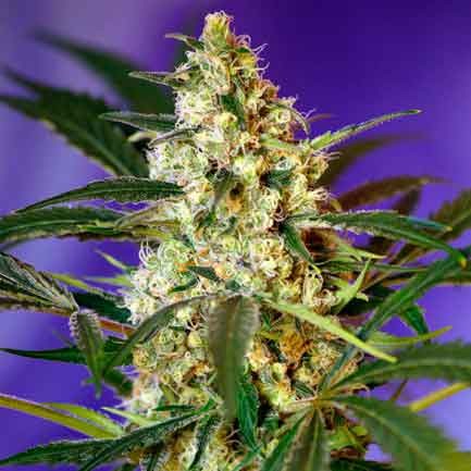 FAST BUD AUTO -  - Delicious Seeds