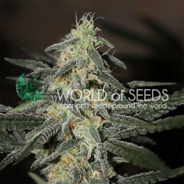 Northern Light x Big Bud Early Version -  - Delicious Seeds