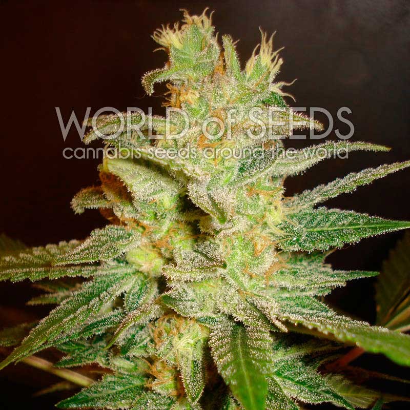 Northern Light x Big Bud -  - Delicious Seeds