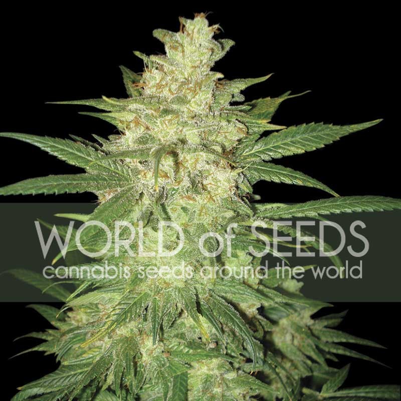 COLOMBIAN GOLD RYDER  - World of Seeds