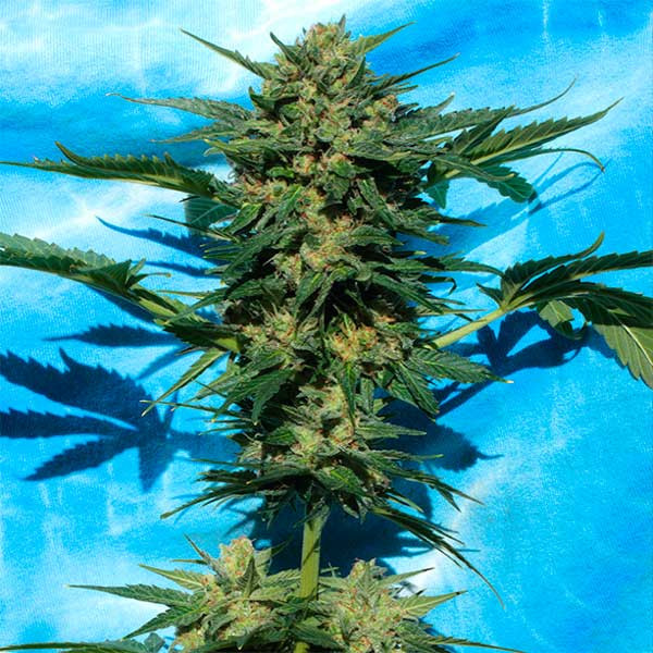 White Russian Auto - 6 Seeds - Serious Seeds
