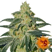 Acquistare AFGHAN HASH PLANT REGULAR - 10 seeds