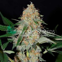 Acquistare AFGHAN KUSH EARLY VERSION