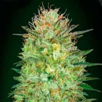 Acquistare Auto Sweet Critical - 5 seeds
