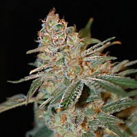 Acquistare  The Nordle (Afghanskunk)  -  15 Seeds