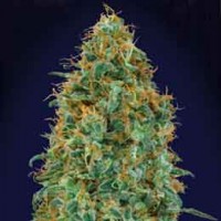 Acquistare Blueberry - 5 seeds