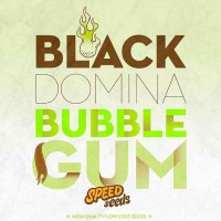 Acquistare BLACK DOMINA X BUBBLE GUM