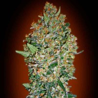 Acquistare Cheese Berry - 5 seeds