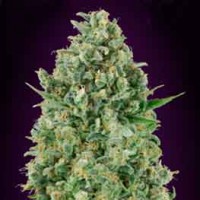 Acquistare Critical Poison - 5 seeds