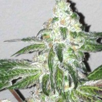 Acquistare Girl Scout Cookies - 6 seeds