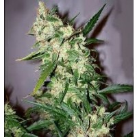 Acquistare Early Skunk x Afghan Haze - 15 seeds