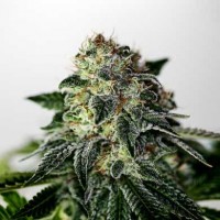 Acquistare Mystic Cookie Express - 5 seeds