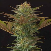 Acquistare Nl5 X Afghan - 15 seeds