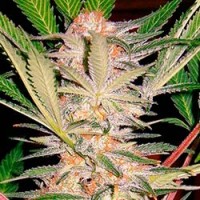 Acquistare S.A.D. Sweet Afghan Delicious S1