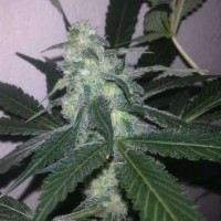 Acquistare Swiss Cheese Auto 5 Seeds