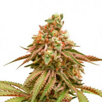 Acquistare Tropical Tangie