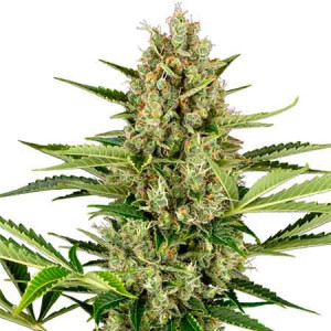 0001215_jack-herer-automatic-
