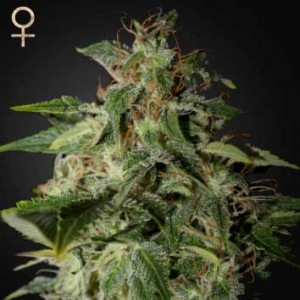 afgooey strain hunters seeds delicious seeds