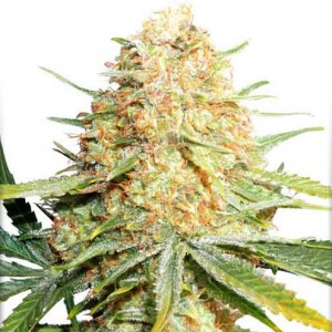 Lemon Z - Compre Sementes de Maconha de Dutch passion
