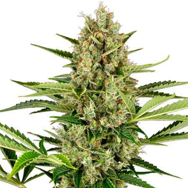 Jack Herer Automatic - Compre Sementes de Maconha de Sensi Seeds