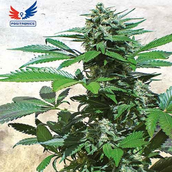 Blue Rhino Seeds Delicious Seeds