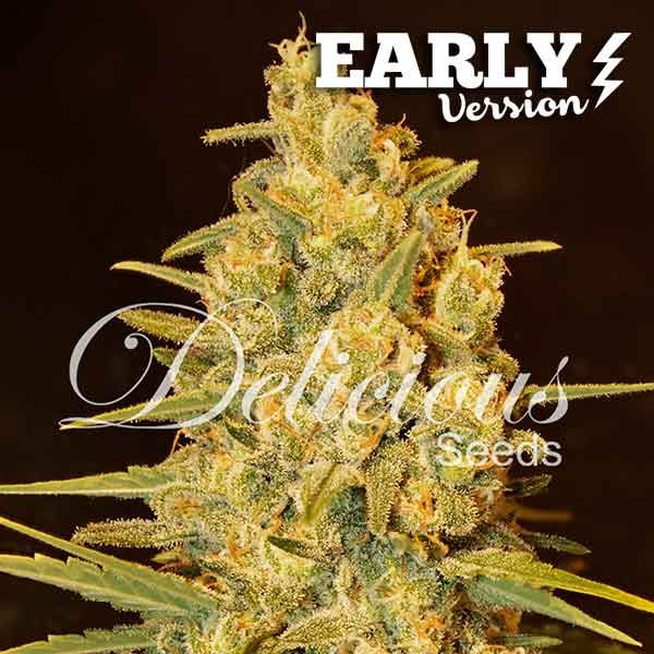 Critical Sensi Star Early Version - Seeds - Fast Version