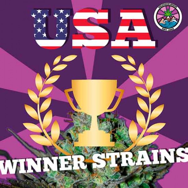 USA Winner Strains - Seeds - GOURMET COLLECTION