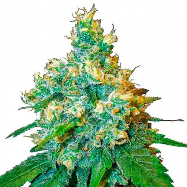 Jack Herer - Compre Sementes de Maconha de Sensi Seeds