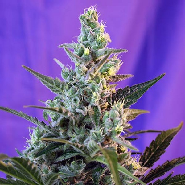Sweet Skunk Fast Version - Compre Sementes de Maconha de Sweet Seeds