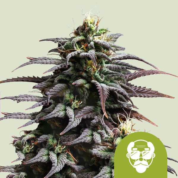 Granddaddy Purple - Compre Sementes de Maconha de Royal Queen