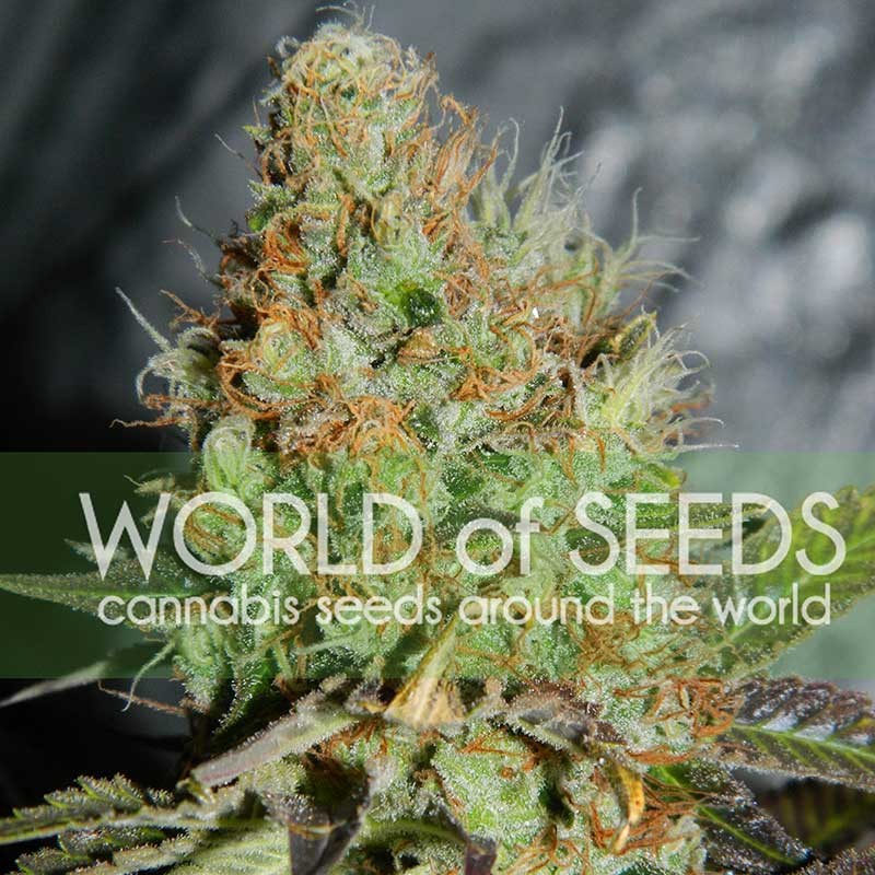 Afghan Kush Special - World of Seeds