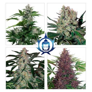 Assorted Auto -  - Delicious Seeds