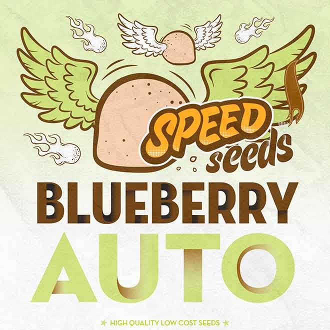 BLUEBERRY AUTO (SPEED SEEDS) -  - Delicious Seeds