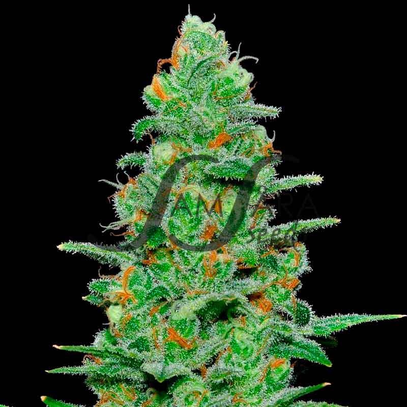 Crazy Miss Hyde Auto -  - Delicious Seeds