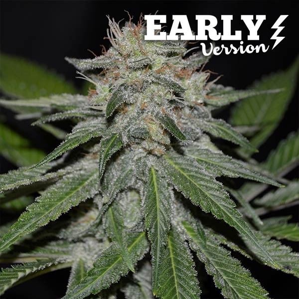 CRITICAL NEVILLE HAZE EARLY VERSION - Fast Version - Seeds