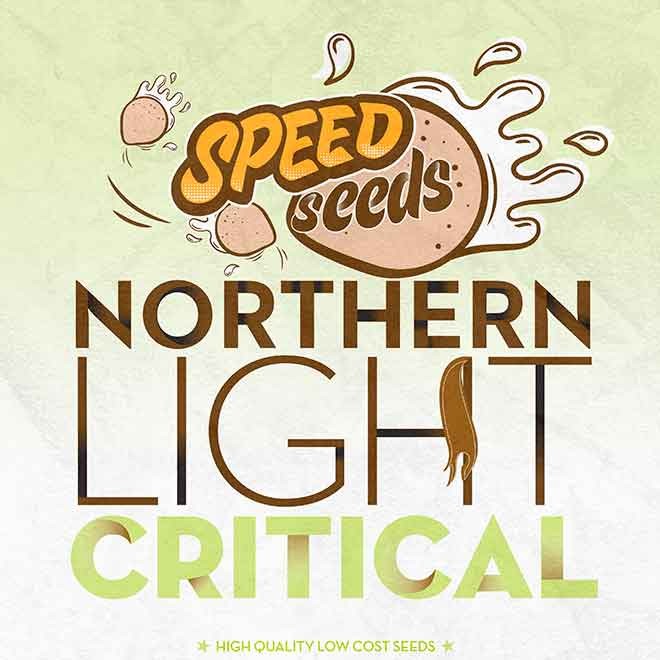 NORTHERN LIGHT X CRITICAL -  - Delicious Seeds