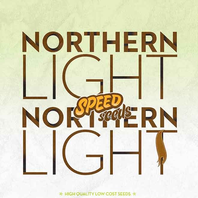 NORTHERN LIGHT X NORTHERN LIGHT -  - Delicious Seeds