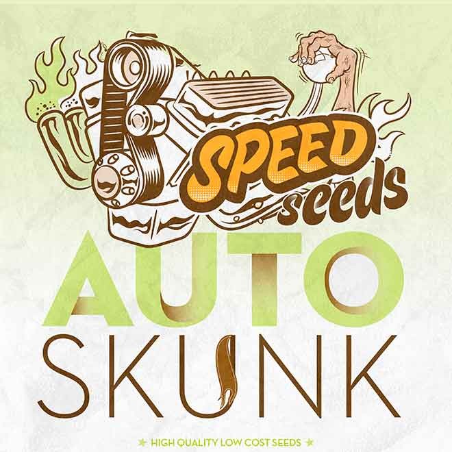 SKUNK AUTO (SPEED SEEDS) -  - Delicious Seeds