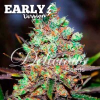 Comprar COTTON CANDY KUSH EARLY VERSION