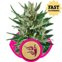 Comprar Speedy Chile (Fast Flowering)