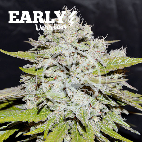 Bay Burger Early Version - Cannabis Seeds - FAST FLOWERING SEEDS