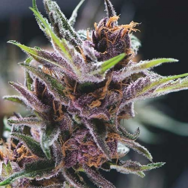 Black Cherry Punch Seeds Delicious Seeds