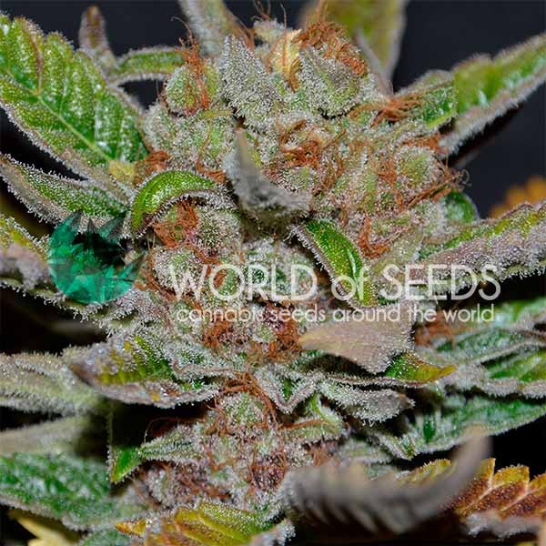Bubba Haze - 10 Seeds - World of Seeds