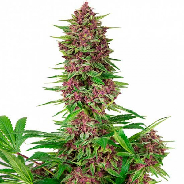 Buddha Purple Kush - Buy Marijuana Seeds from Buddha Seeds