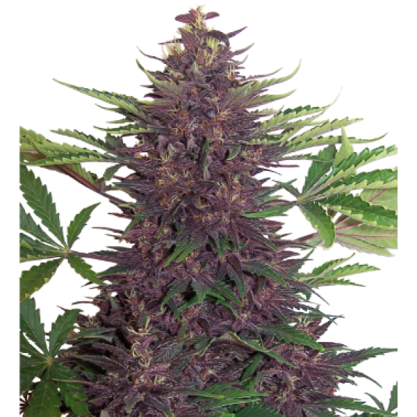 25 Features Of Powerful Purple Kush Seeds That you Should Know